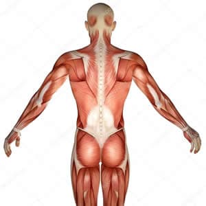人體的淺層肌肉
