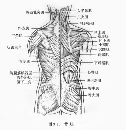 人體的背部肌肉