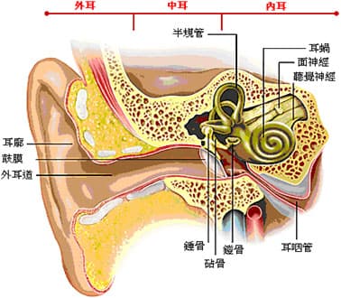 聽覺神經系統